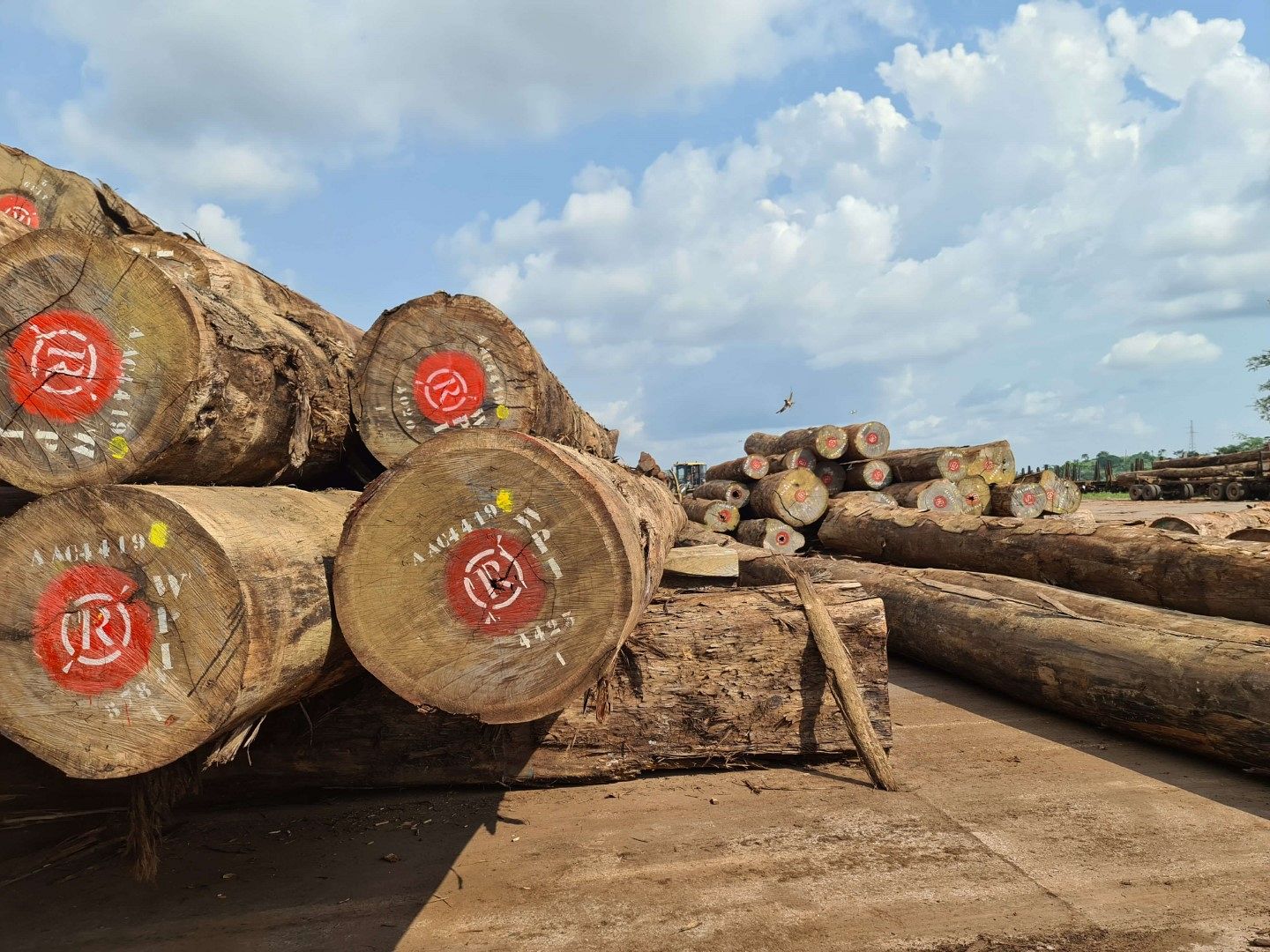Belgian Timber Trade
